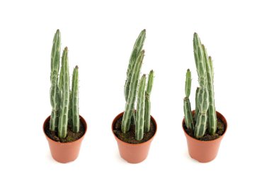 Pickle plant succulent, kleinia office table plant, senecio stapeliiformis cactus desk pot, small interior design plant, candle stick plant isolated on white background clipart