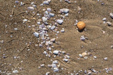 Kum dokusu arka planında kabuklar. Kumsalda deniz kabuğu, kumlu deniz tarakları, deniz kabuğu maketleri, metin için fotokopi alanı olan tatil konsepti.