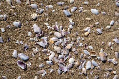 Kum dokusu arka planında kabuklar. Kumsalda deniz kabuğu, kumlu deniz tarakları, deniz kabuğu maketleri, metin için fotokopi alanı olan tatil konsepti.