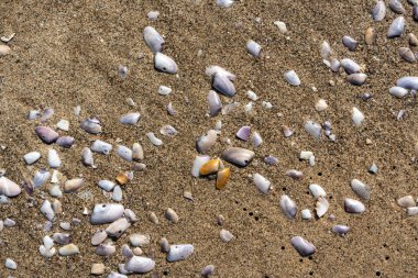 Kum dokusu arka planında kabuklar. Kumsalda deniz kabuğu, kumlu deniz tarakları, deniz kabuğu maketleri, metin için fotokopi alanı olan tatil konsepti.