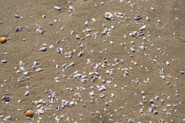 Kum dokusu arka planında kabuklar. Kumsalda deniz kabuğu, kumlu deniz tarakları, deniz kabuğu maketleri, metin için fotokopi alanı olan tatil konsepti.