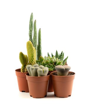 Mini kaktüs koleksiyonu, bitki teraryumu için küçük sulular, ofis masası bitkileri, beyaz arka planda izole edilmiş küçük kaktüs masa kapları, iç tasarım fikri.