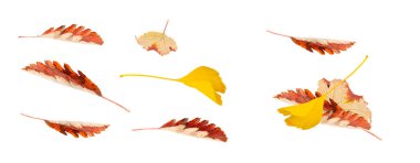 Güz Yaprağı İzole Edildi, Kırmızı Güz Dikeni Yaprakları, Renkli Ekim Bitkisi Kapanışı, Beyaz Arkaplan Üst Görünümünde Sonbahar Yaprak Dokusu