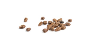 Cherimoya tohumları izole, Annona Cherimola çukurları, chirimoya taşları, nörotoksin içeren zehirli chirimuya meyveleri, beyaz arka planda taş çekirdek çukurları