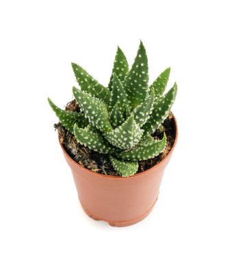 Haworthia succulent, zebra bitki, mini aloe vera ofis masası bitkisi, yıldız pencere kaktüsü masa tenceresi, yastık aloe küçük iç tasarım fabrikası, beyaz arka planda kapalı haworthia pumila