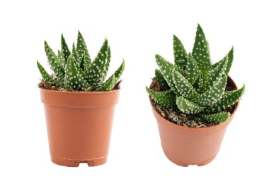 Haworthia succulent, zebra bitki, mini aloe vera ofis masası bitkisi, yıldız pencere kaktüsü masa tenceresi, yastık aloe küçük iç tasarım fabrikası, beyaz arka planda kapalı haworthia pumila