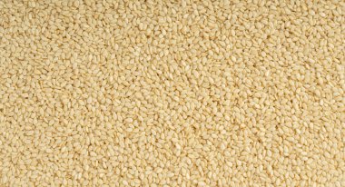 Susam tohumları dokusu arka plan, beyaz küçük benne tanecikleri deseni, metin için metin alanı ile Susam indium indicum meyve pankartı