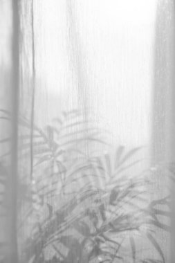 Perdede güneş ışığı, tül arka planda bulanık palmiye yaprağı gölgesi, katıksız perdeler, yumuşak sabah güneşli ipek peçe kumaşı, metin için metin alanı olan açık pencere kumaşı arkaplan