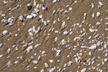 Kum dokusu arka planında kabuklar. Kumsalda deniz kabuğu, kumlu deniz tarakları, deniz kabuğu maketleri, metin için fotokopi alanı olan tatil konsepti.