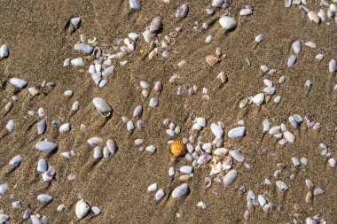 Kum dokusu arka planında kabuklar. Kumsalda deniz kabuğu, kumlu deniz tarakları, deniz kabuğu maketleri, metin için fotokopi alanı olan tatil konsepti.