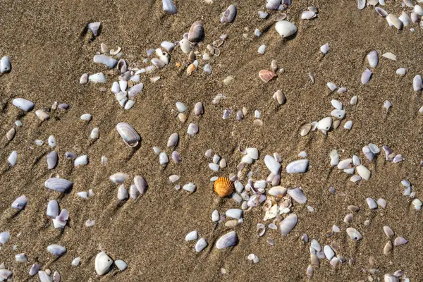 Kum dokusu arka planında kabuklar. Kumsalda deniz kabuğu, kumlu deniz tarakları, deniz kabuğu maketleri, metin için fotokopi alanı olan tatil konsepti.