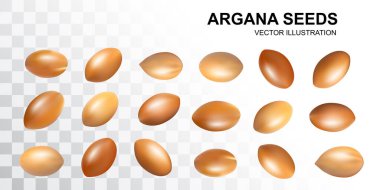 Argan fındık seti, Argania Yağı Doğal Organik Kozmetik Tohumları, Cilt Argan Meyveleri, Fas İlaç ve Gıda Petrol Tesisi Koleksiyonu, Beyaz Arkaplan, Gerçekçi Vektör Resimleri