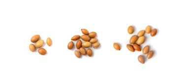 Argan Çerezleri İzole Edilmiş, Doğal Organik Kozmetik için Argania Yağ Tohumları, Cilt Argan Meyveleri, Fas İlaç ve Gıda Yağı Fabrikası, Beyaz Arkaplan