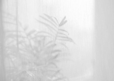 Perdede güneş ışığı, tül arka planda bulanık palmiye yaprağı gölgesi, katıksız perdeler, yumuşak sabah güneşli ipek peçe kumaşı, metin için metin alanı olan açık pencere kumaşı arkaplan