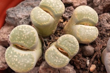 Litoplar sulu makro, canlı taşlar yakın çekim, çakıl bitkileri kaktüs masa tenceresi, küçük iç tasarım fabrikası, Güney Afrika 'da yaşayan taşlar üst görünüm.