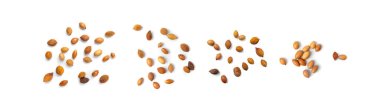Argan Fındıkları İzole Edilmiş, Doğal Organik Kozmetik için Argania Yağ Tohumları, Cilt Argan Meyveleri, Fas İlaç ve Gıda Yağı Fabrikası, Beyaz Arkaplan