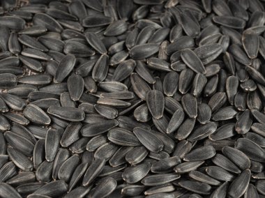 Ay çekirdeği dokusu dokusu arka plan, siyah güneş çiçeği tanecikleri atıştırmalık desen, yenilebilir yağ tanecikleri afişi, ayçiçeği çekirdekleri metin için metin alanı ile taklit ediyor