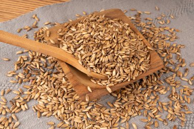 Süt devedikeni tohumu yığını, silybum marianum taneleri, kuru mübarek süt devedikeni meyveleri, gri arka planda devedikeni çekirdekleri, ahşap kase, doğal organik şifalı bitkiler.