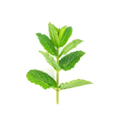 Nane dalları izole edilmiş. Naneli filizler, taze mentha sapı, yapraklı yeşil nane dalı, beyaz arka plan manzaralı nane filizleri.