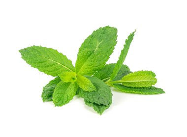 Nane dalları izole edilmiş. Nane filizi, taze mentha sapı, yapraklı yeşil nane dalı, beyaz arka planda nane filizleri.