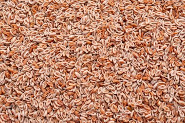 Bitki ago ovata tohumları doku arka planı. Psilyum kabuk deseni, isabgol diyet lifleri, ispaghula duvar kağıdı, psyllium kabuğu ve tohum modellemesi.