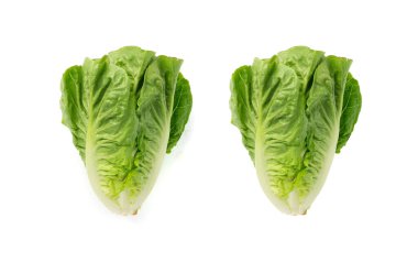Bir romaine marul salatası izole. Çünkü yeşil yapraklar, taze salata başı, beyaz arka planda çiğ lahana, sağlıklı Roma salatası üst görünümü.