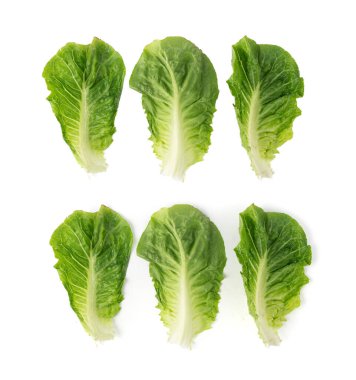 Romaine marul salatası yaprakları yalıtılmış. Çünkü yeşil yapraklar, taze romaine salatası, beyaz arka planda çiğ romaine lahanası, sağlıklı Roma salatası üst görünümü.
