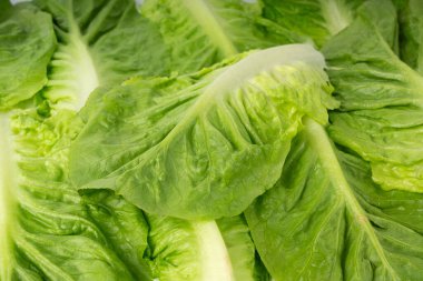 Bir romaine marul salatası sosu. Çünkü yeşil yapraklı desen, taze romaine salat bayrağı, çiğ romaine lahanası fotokopi alanı ile birleşir, sağlık yapraklı Roma salatası düzleşir.