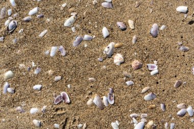 Kum dokusu arka planında kabuklar. Kumsalda deniz kabuğu, kumlu deniz tarakları, deniz kabuğu maketleri, metin için fotokopi alanı olan tatil konsepti.