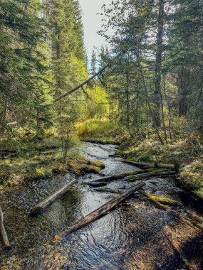 Orman deresi düşmüş kütüklerle dolu ormanlık bir alandan akar. Güneş ışığı sık yeşil ağaçların arasından süzülür, yosun kaplı zemini ve ışıldayan suyu aydınlatır..