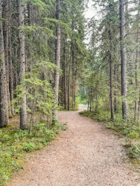 Uzun ağaçlar ve yeşil yapraklarla dolu sık bir çam ormanında dar bir toprak yol esiyor. Yürüyüş, doğa yürüyüşleri ve doğa keşfi için barışçıl bir ortam..