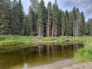 Yoğun bir çam ormanı tenha bir göletin sakin suyunu yansıtır. Düşen kütükler kıyı şeridini çiziyor. Dokunulmamış vahşi doğa ve doğal güzelliklerin olduğu huzurlu bir doğa sahnesi..