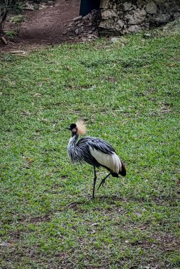 Gri taçlı bir turna, arka planda kayalık bir yapı bulunan çimenli bir alanda duruyor ve kendine özgü altın armasını gösteriyor..