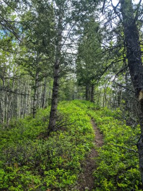 Dar bir toprak yol, sık yeşil yapraklar ve yüksek yeşil ağaçların arasından esiyor. Aşırı büyümüş ormanlarla çevrili. Yol, her iki taraftaki yemyeşil çalılıklara kadar uzanıyor..