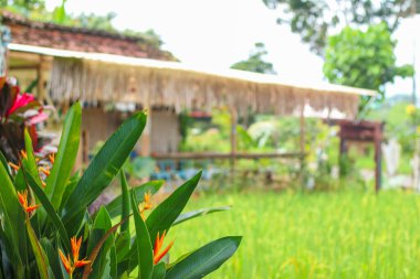 Yeşil ev konseptiyle pirinç tarlalarının ortasındaki kahve dükkanının bulanıklığı.