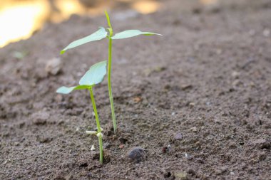 Küçük pamuk bitkisi.