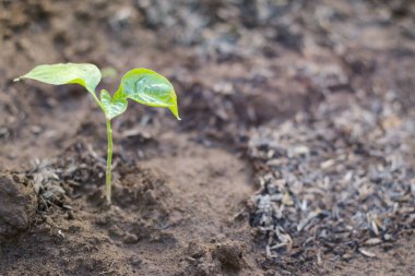 Tarım ve yeni hayat kavramı başlayarak. Sabah zamanında toprak ve güneş ışığı ray üzerinde tohum çimlenme