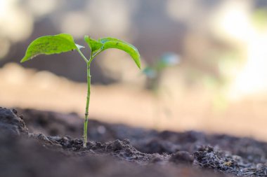 Güneşin ortasında küçük ağaçlar büyüyor, sabahları ısınıyor, dünyayı kurtarma ve küresel ısınmayı azaltma kavramı..
