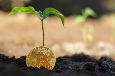 Bitcoin altın toprakta ve genç bir bitki. Kripto para büyümesini önemseme kavramı.