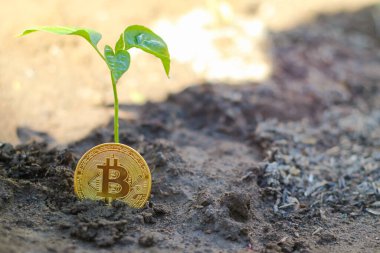 Filiz bitkisi ve bitcoin, bitcoin kripto para büyümesi