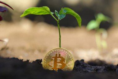 Bozuk para yığınının üstündeki topraktaki genç bitki ve biraz para, siyah arkaplan, izole edilmiş, yatırım, iş büyüme kavramı, kopyalama alanı.