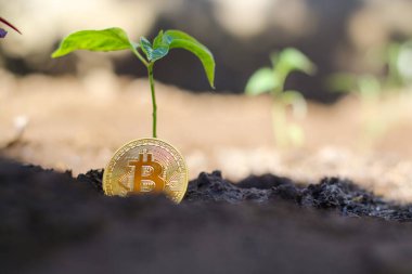 Filiz bitkisi ve bitcoin, bitcoin kripto para büyümesi