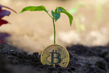 Bozuk paraların üzerine basarak büyüyen bitki. Tasarruf kavramı. Sabah ışığında.