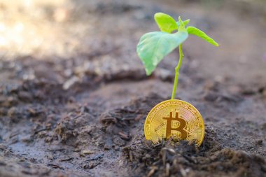 Bitcoin büyüme konsepti. Bitcoin gelirli altın sikkeler ve gelir grafiği. Altın Bitcoin BTC bir sonraki zirveye tırmanıyor. Kripto para birimi tüm zamanların en yüksek rekoruna sahip..