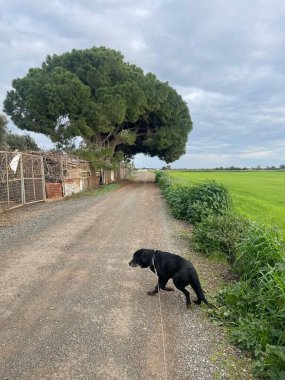 A picturesque dirt road in Avgorou, Cyprus, flanked by lush green fields and a towering tree. A black dog leisurely walks along the serene path under overcast skies, embodying rural tranquility. clipart