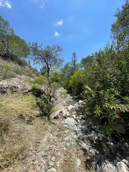 Kıbrıs 'ın Delikipos şehrinde büyüleyici bir doğa sahnesi, canlı yeşillikler ve parlak bir yaz gökyüzü altında uzun ağaçlarla çevrili kayalık arazili engebeli bir patikayı gözler önüne seriyor..