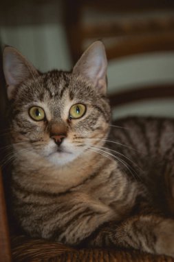 Parlak yeşil gözlü, gerçekten güzel bir kedi parlayan ahşap bir yüzey üzerinde huzur içinde ve huzur içinde yatıyor.