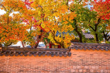 Changdeokgung Sarayı 'ndaki geleneksel Kore taş duvarı Seul, Güney Kore' de güzel sonbahar yapraklarıyla.