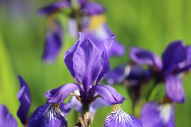 bir bahçede çiçek