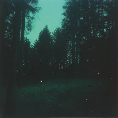 beautiful forest with trees and stars